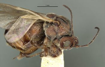 Media type: image;   Entomology 13833 Aspect: habitus lateral view